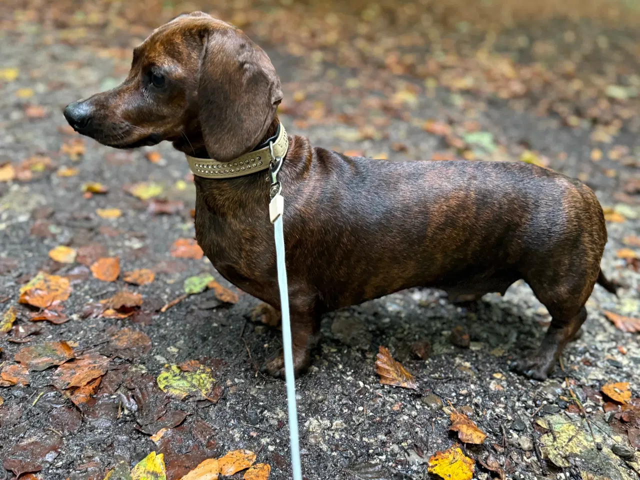 Billede 1 - Miniature gravhund, tæve 2,5 år, korthår Sort/brun