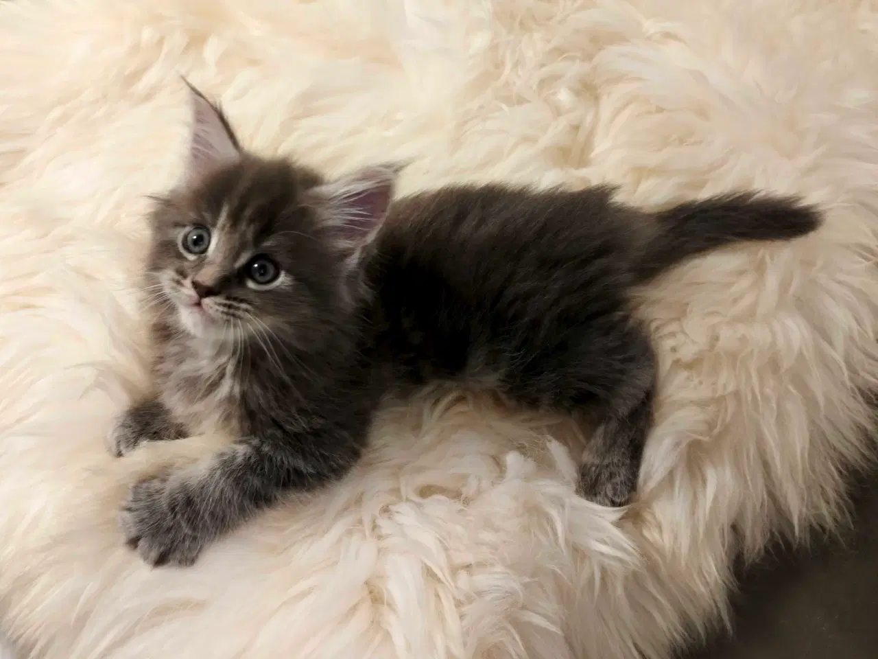 Billede 1 - Maine coon hun killing uden stamtavle