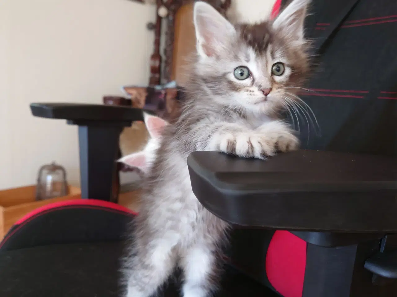 Billede 1 - Maine coon killinger, far ægte med tavle