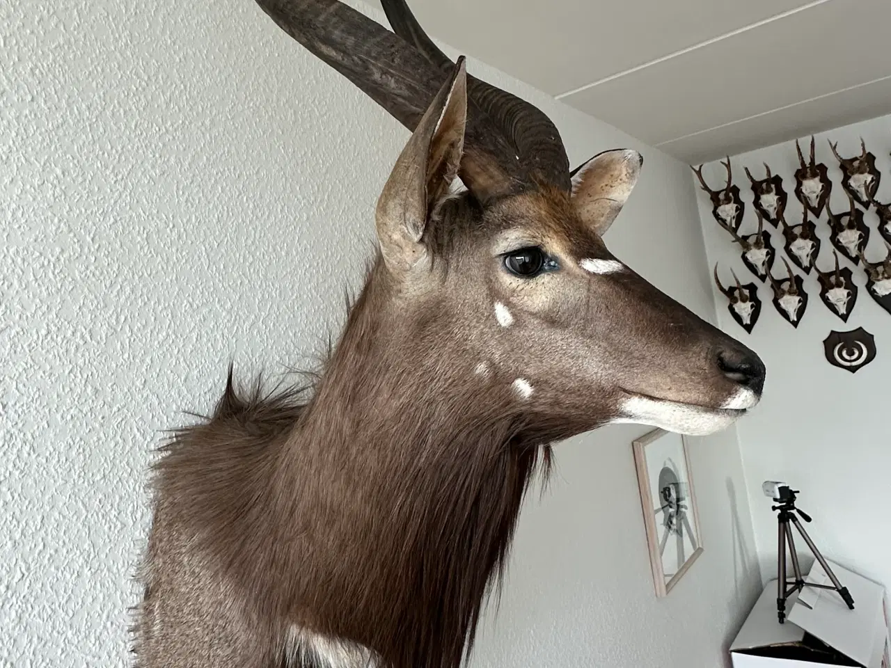 Billede 2 - Flot Nyala fra Namibia 