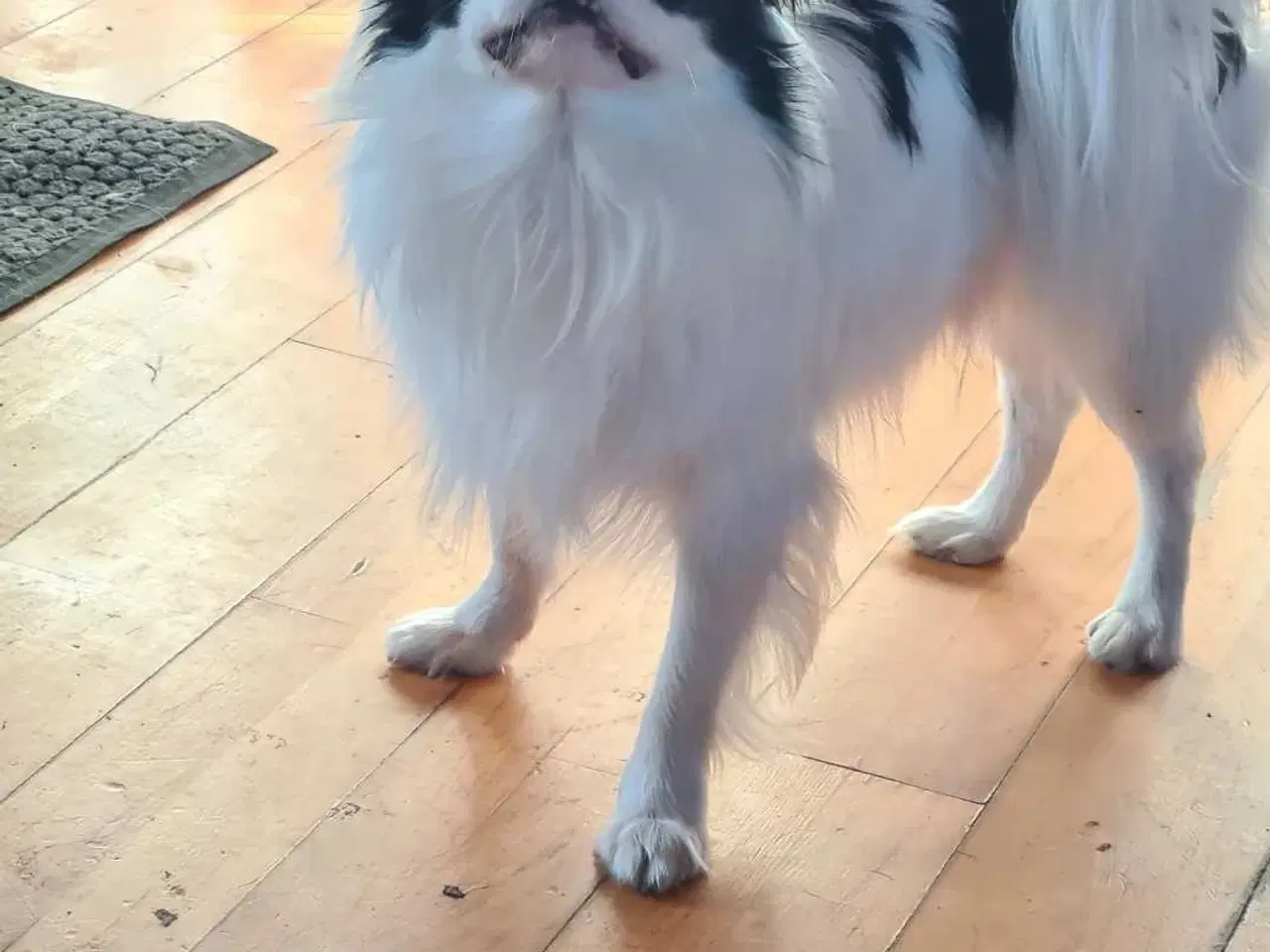 Billede 4 - Japanese chin 