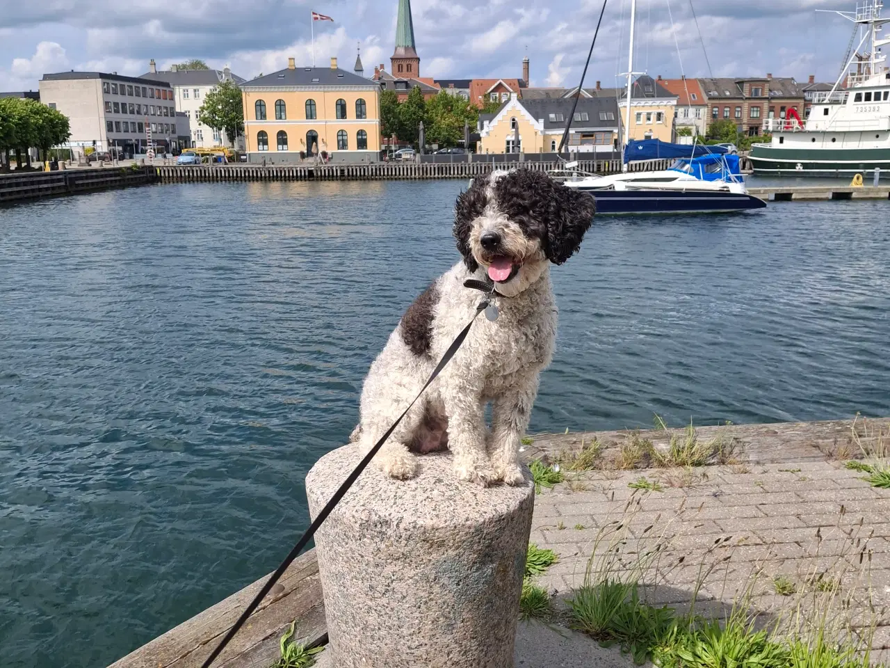 Billede 1 - Hvalpe af Spansk Vandhund