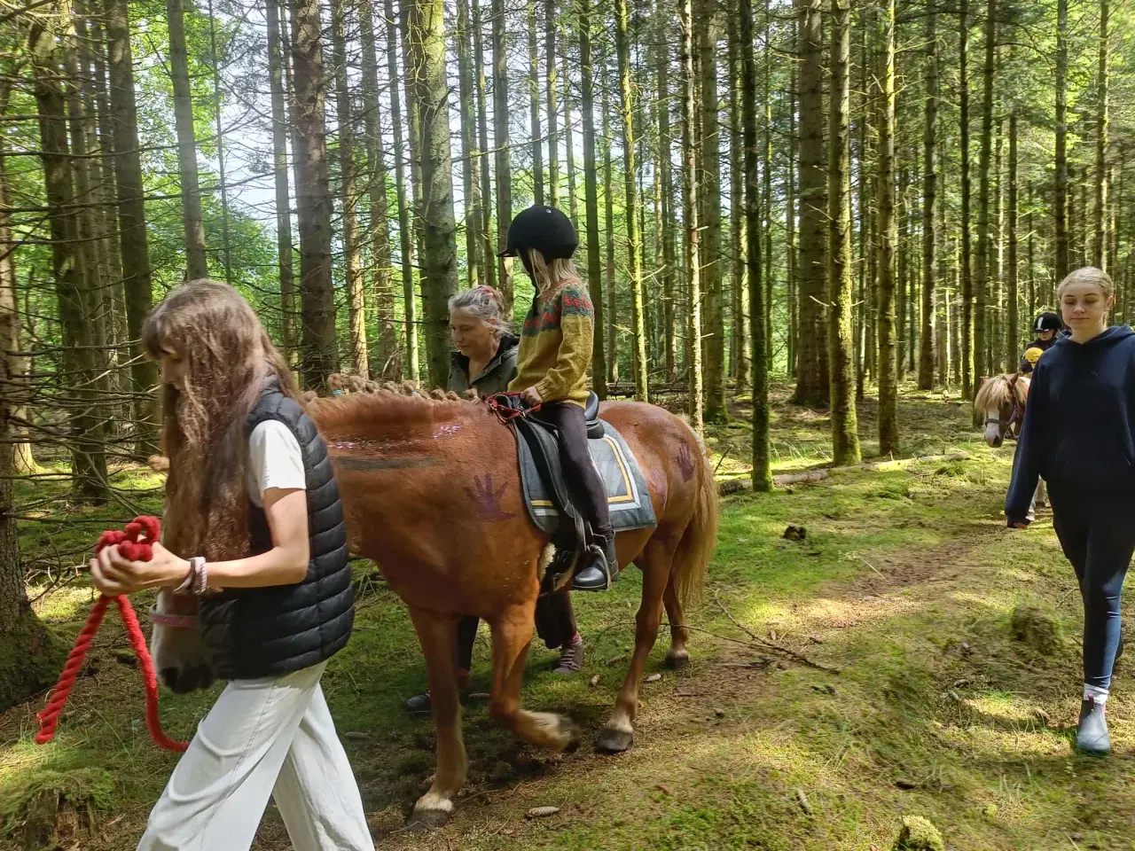Billede 4 - Hygge/selskabshest søger kærligt hjem