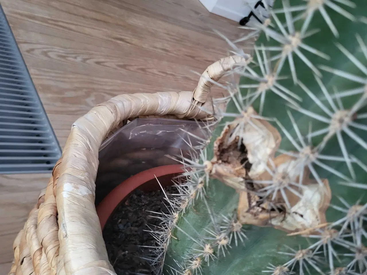 Billede 2 - Kæmpe kaktus 1 m