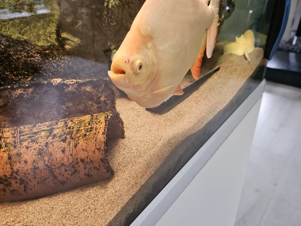 Billede 5 - Albino pacu 25-30 cm