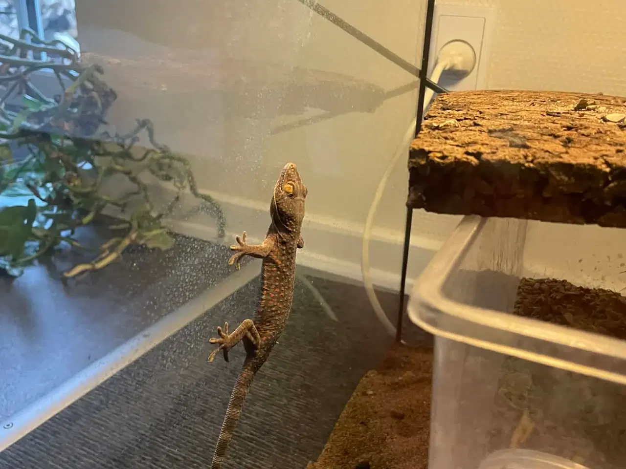 Billede 2 - Gekko unger af Tokay gekko 