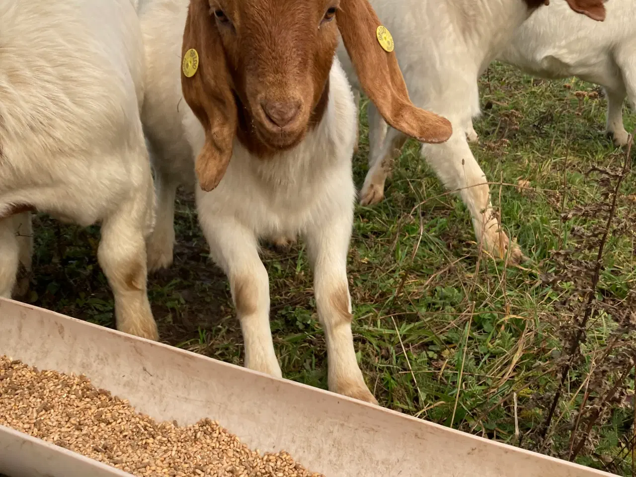 Billede 1 - Boer geder sælges