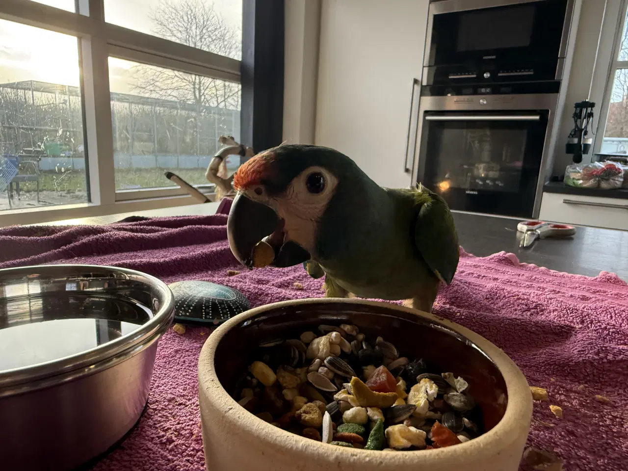 Billede 2 - rødrygget