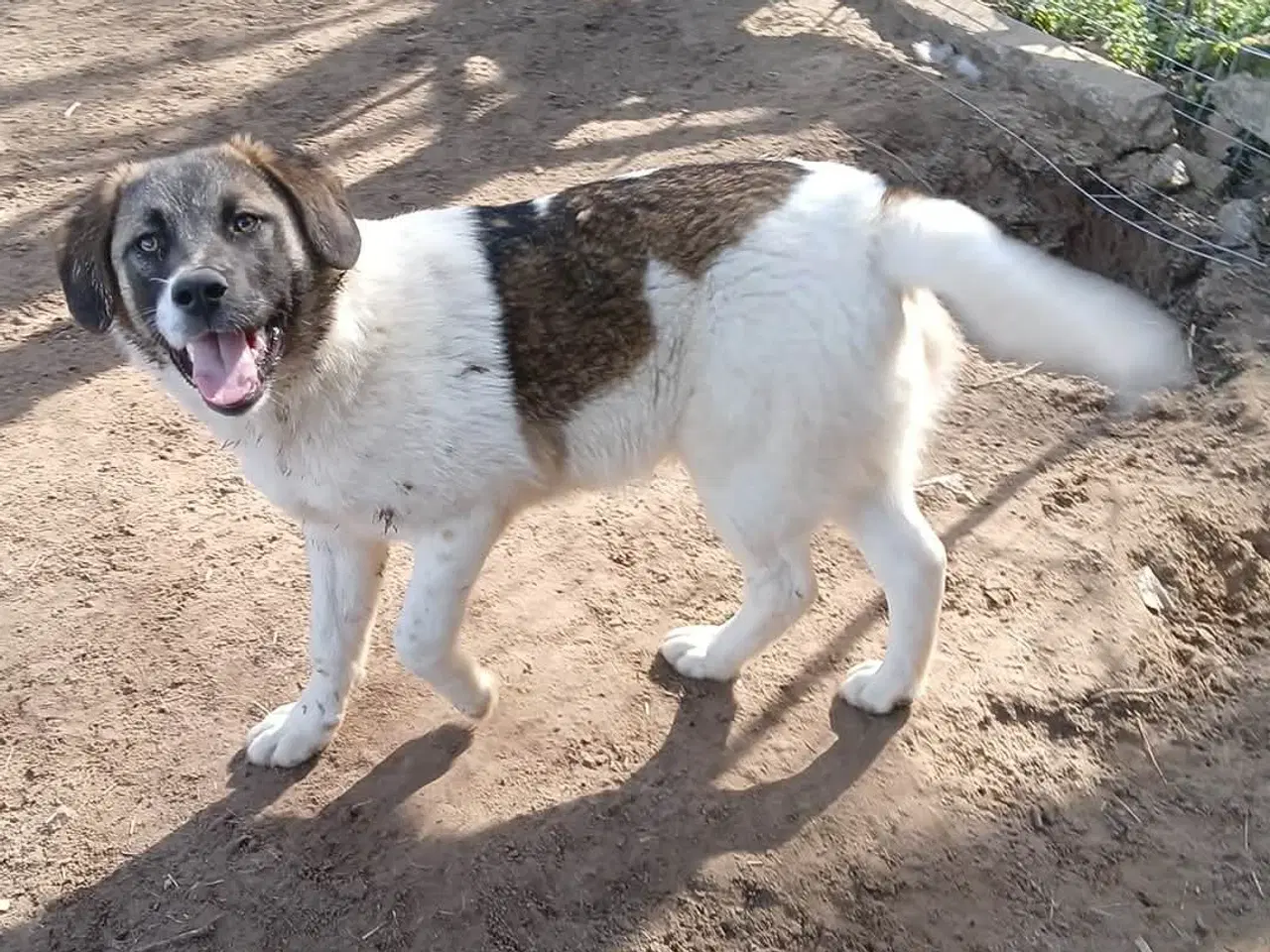 Billede 3 - Smukkeste Savannah 🩷