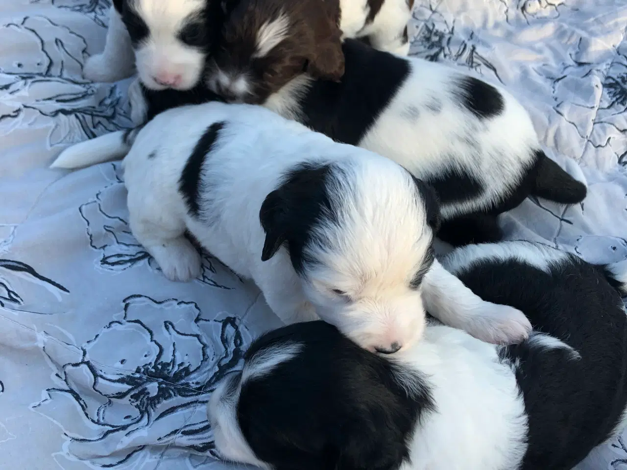 Billede 4 - Unikke blandings hundehvalpe