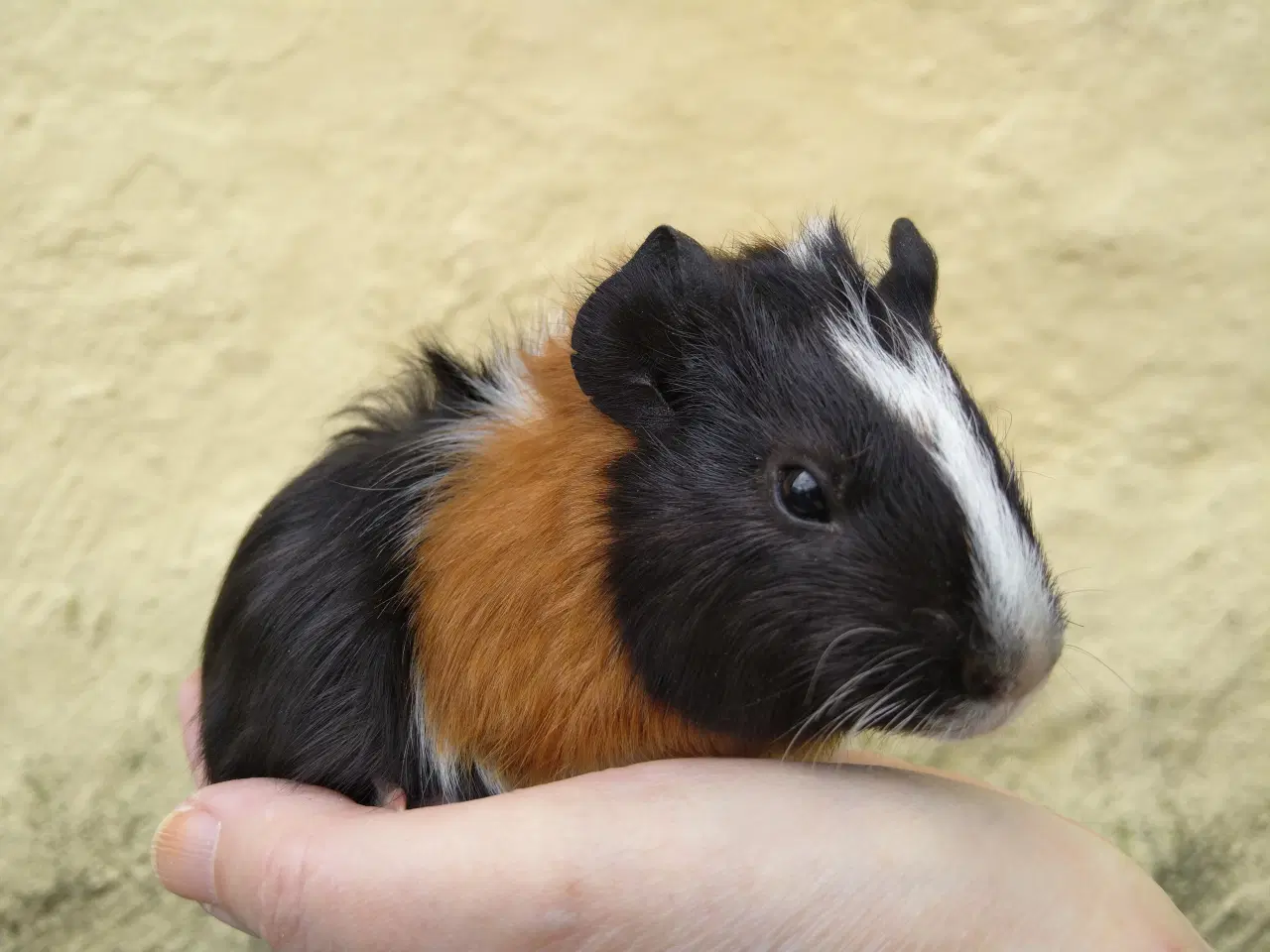 Billede 2 - 2 hun unger, lille og store søster