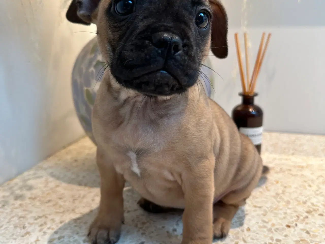 Billede 1 - De kærligste hvalpe søger nye familier