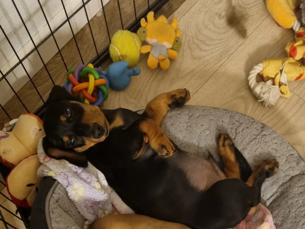 Billede 2 - 2 stk gravhundehvalpe korthåret mangler hjem