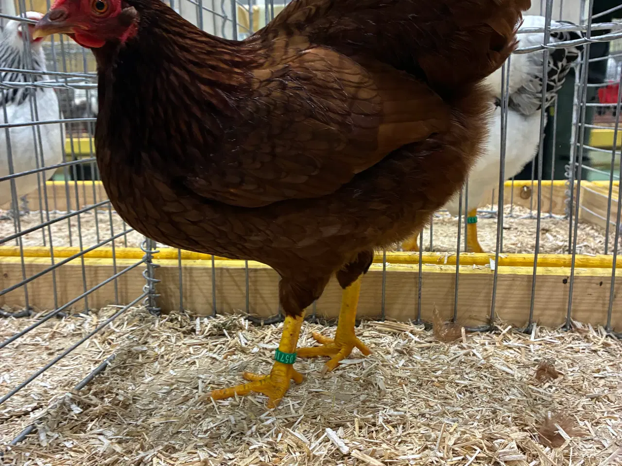 Billede 2 - Dværg Wyandotter og Brune dværg Italiener