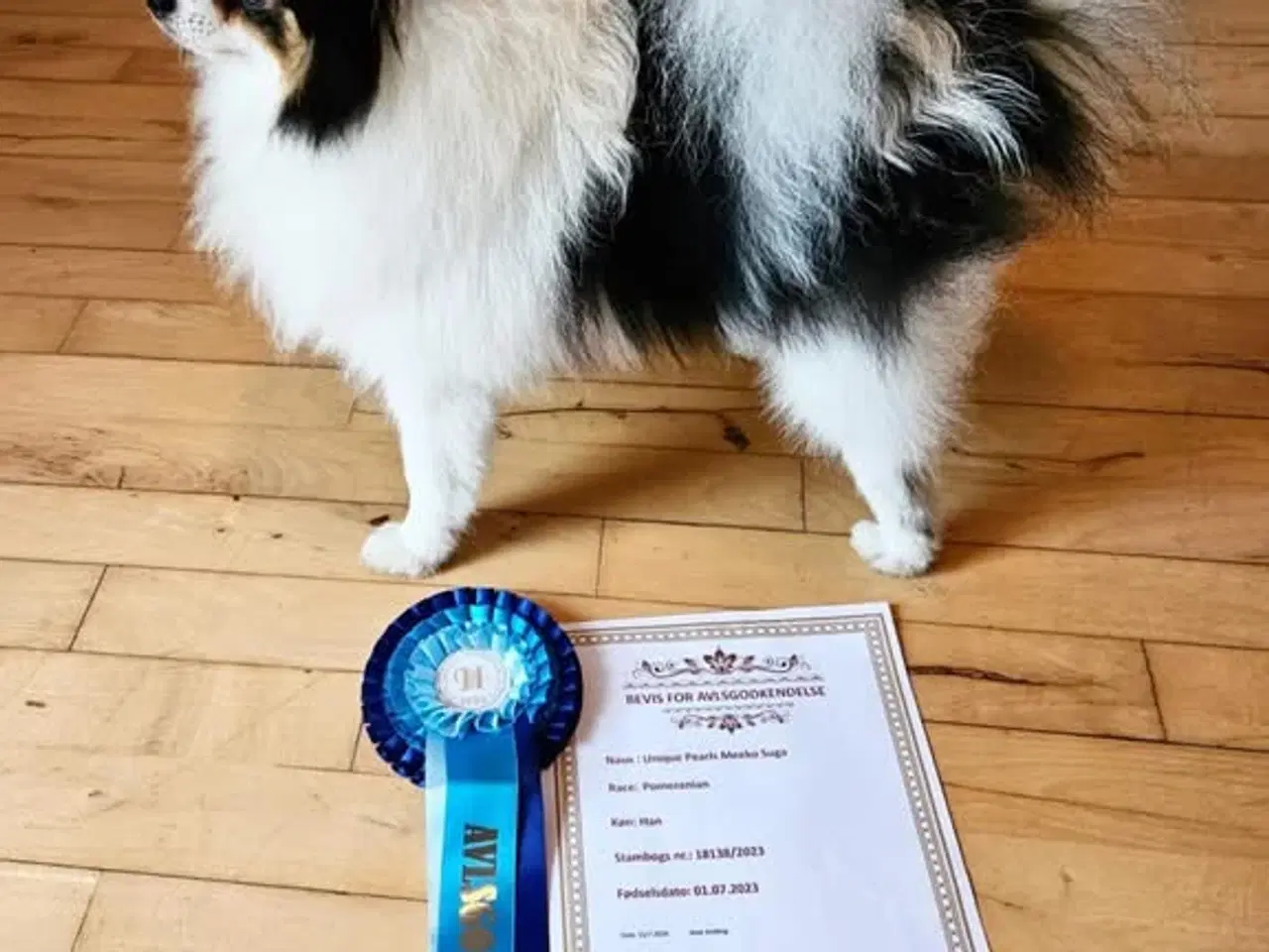 Billede 3 - B&t Pomeranian dreng