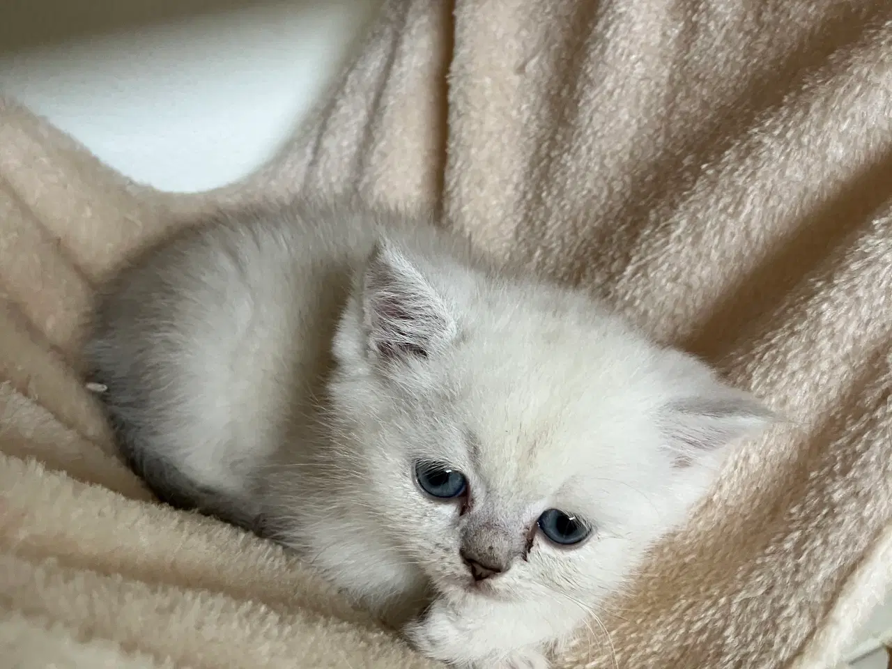 Billede 7 - Perser / British Shorthair