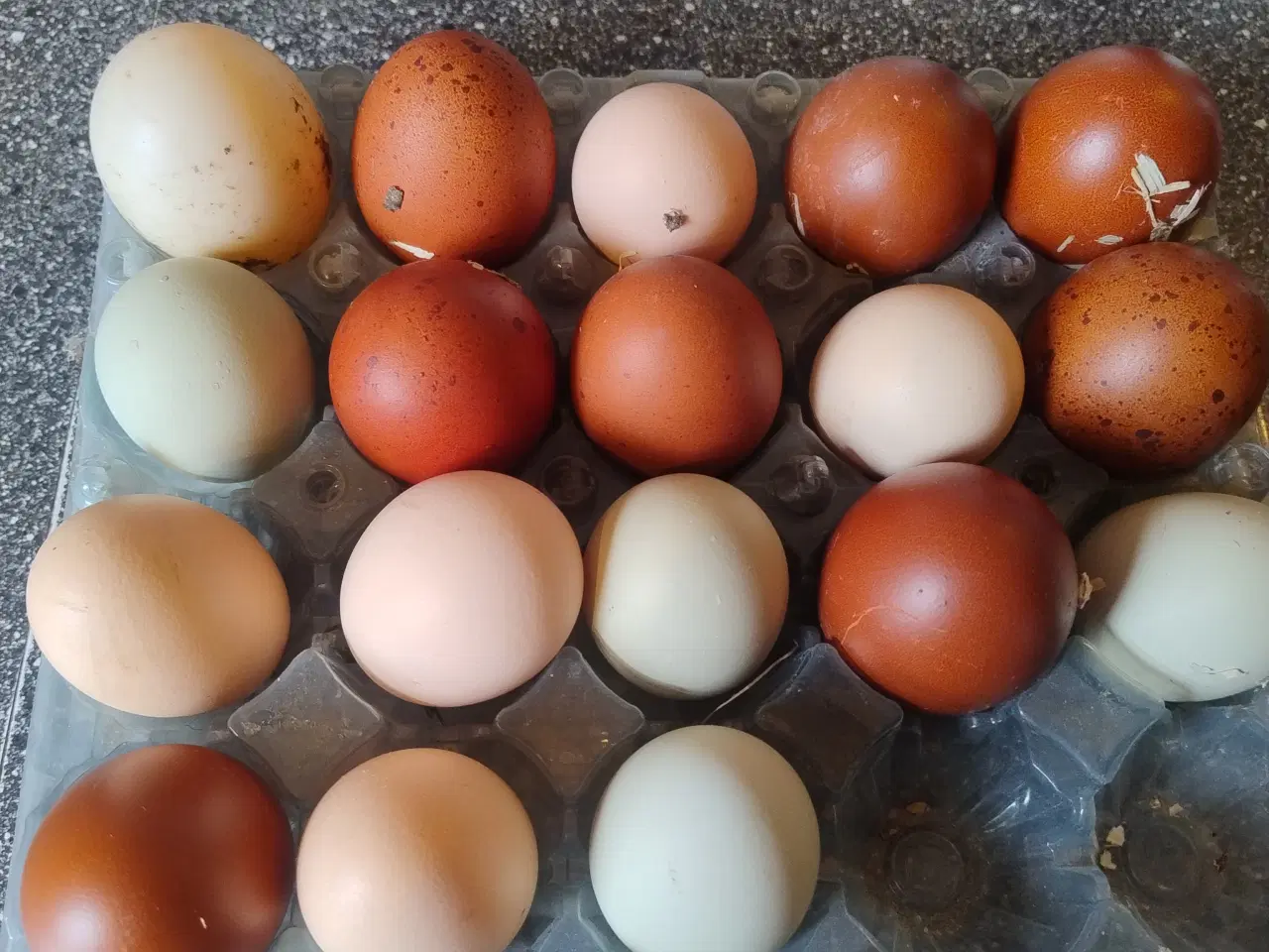 Billede 2 - ruge æg sælges