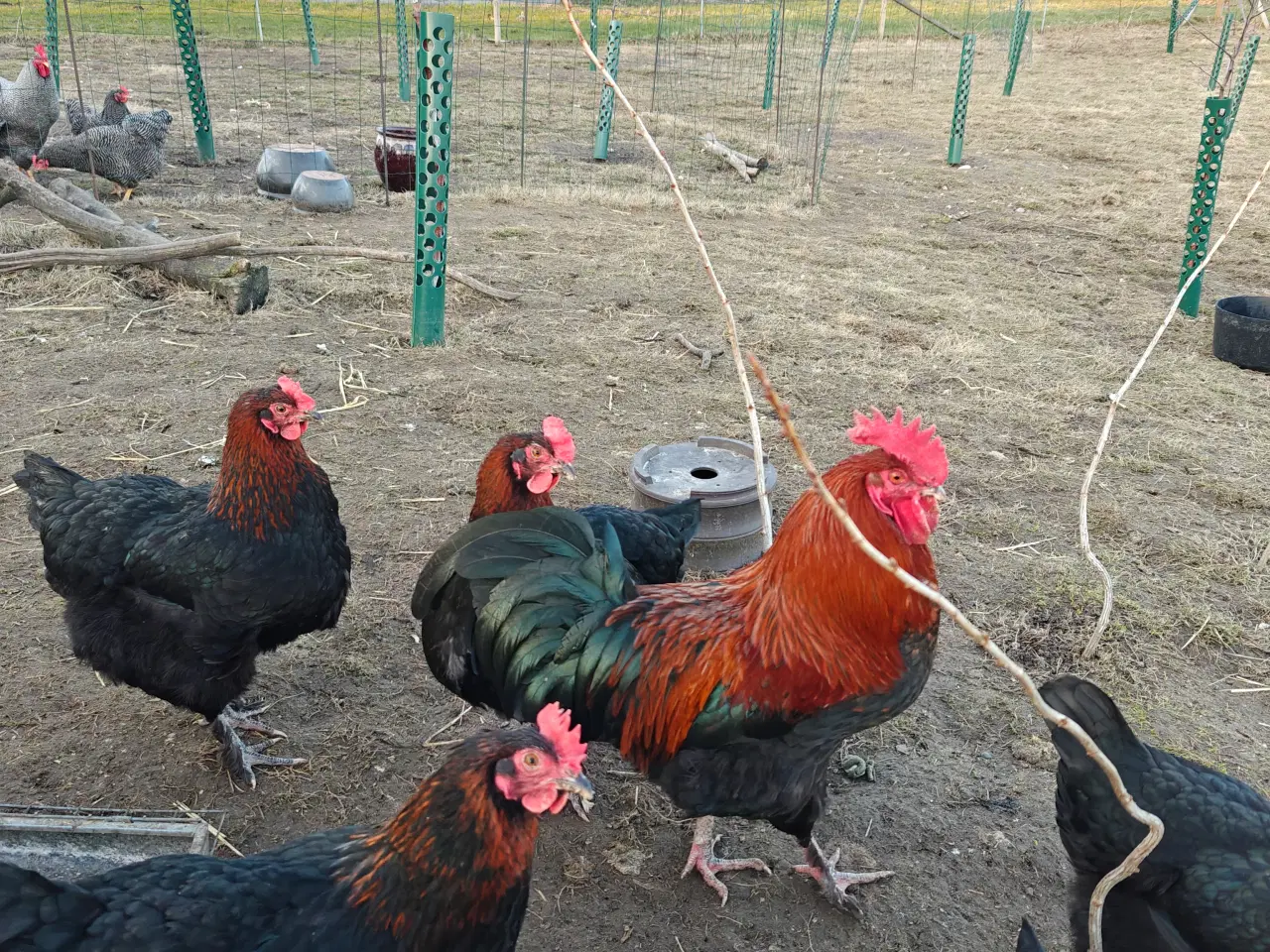 Billede 2 - Maran rugeæg 