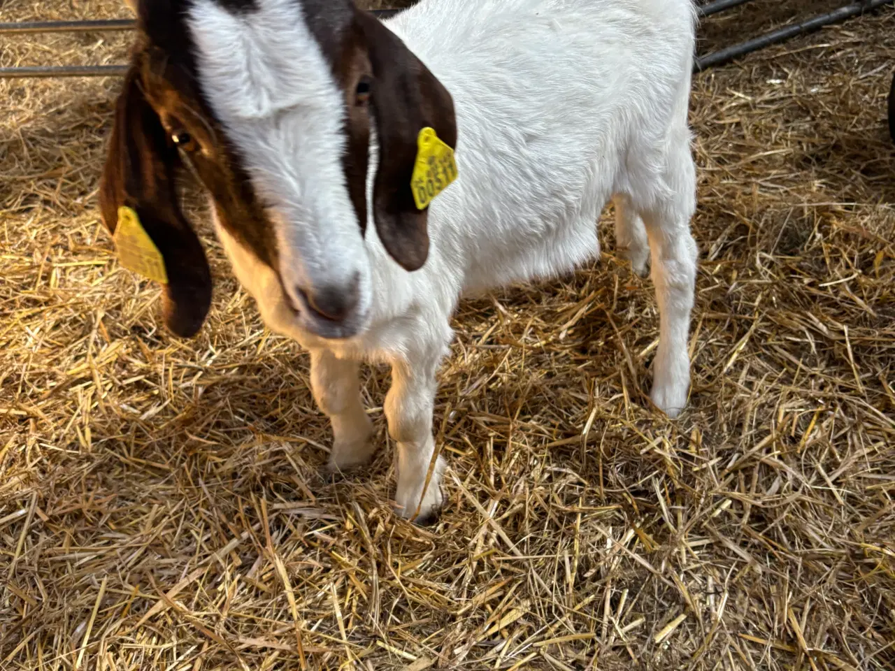 Billede 6 - Boergeder sælges. 2 års drægtig. 