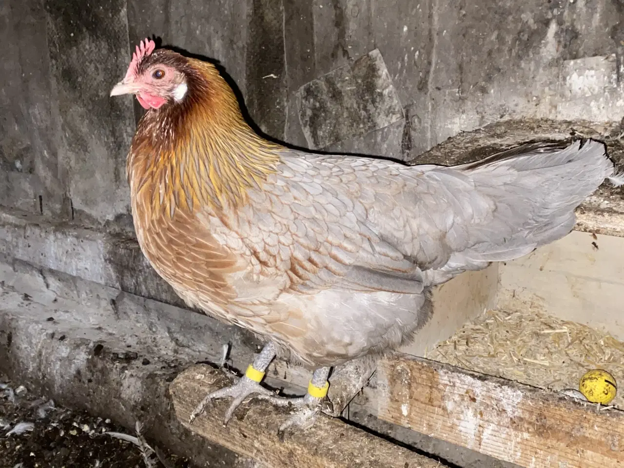 Billede 1 - Dansk land høns 