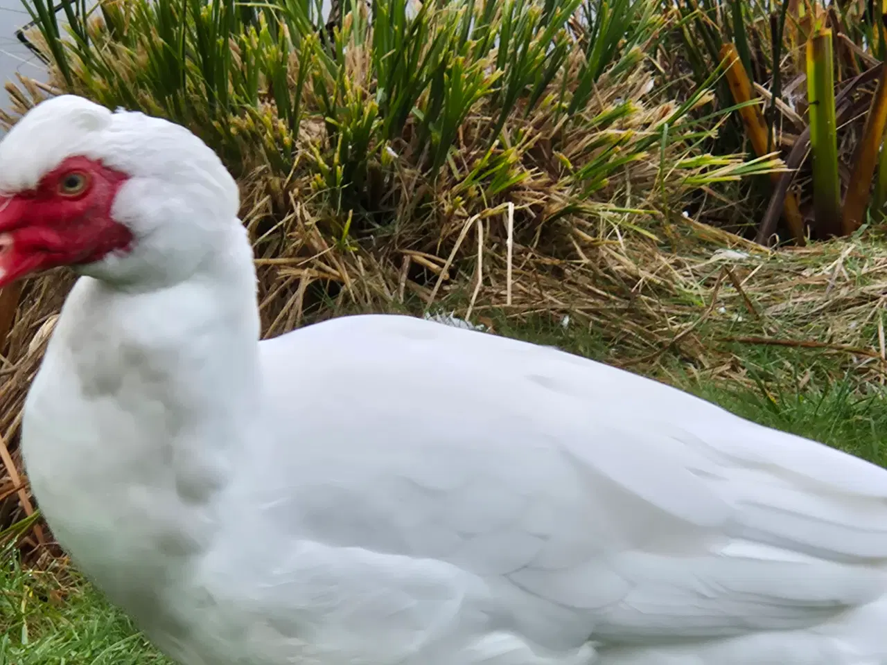 Billede 4 - Moskus ande par sælges