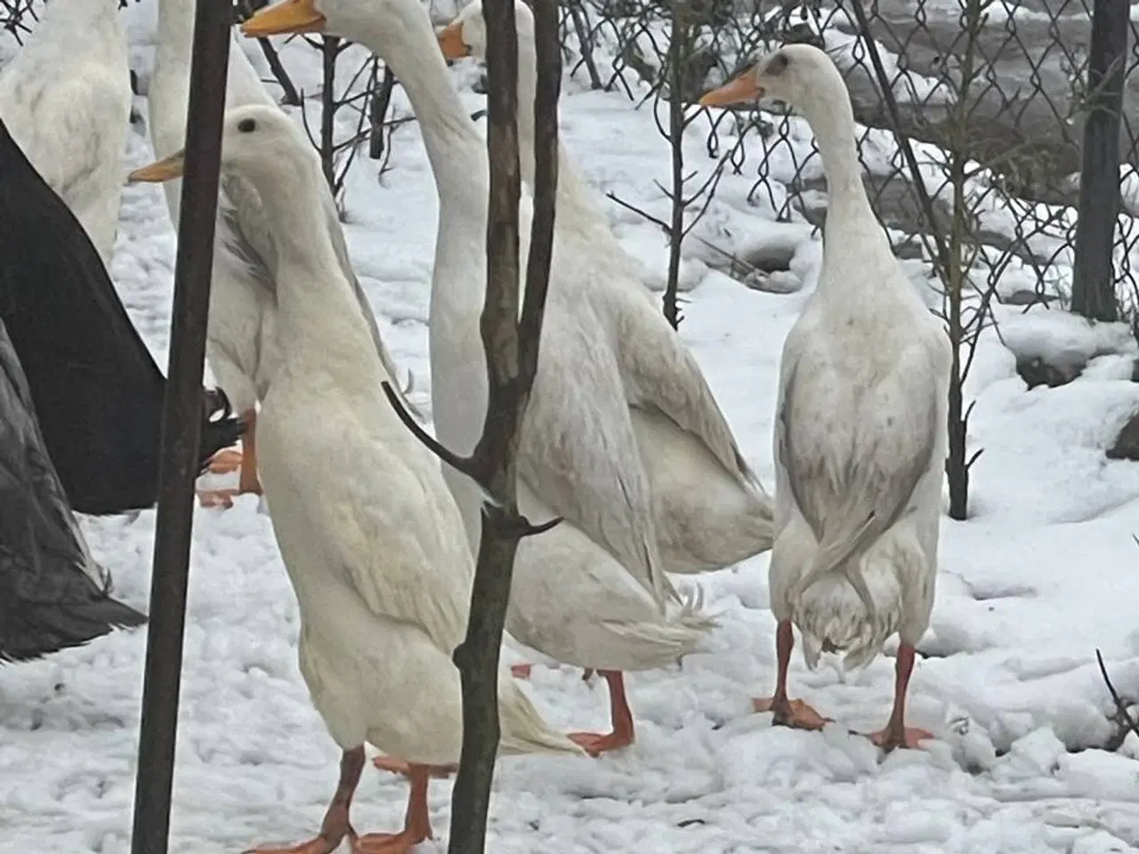Billede 2 - Løbeænder til salg i 6818