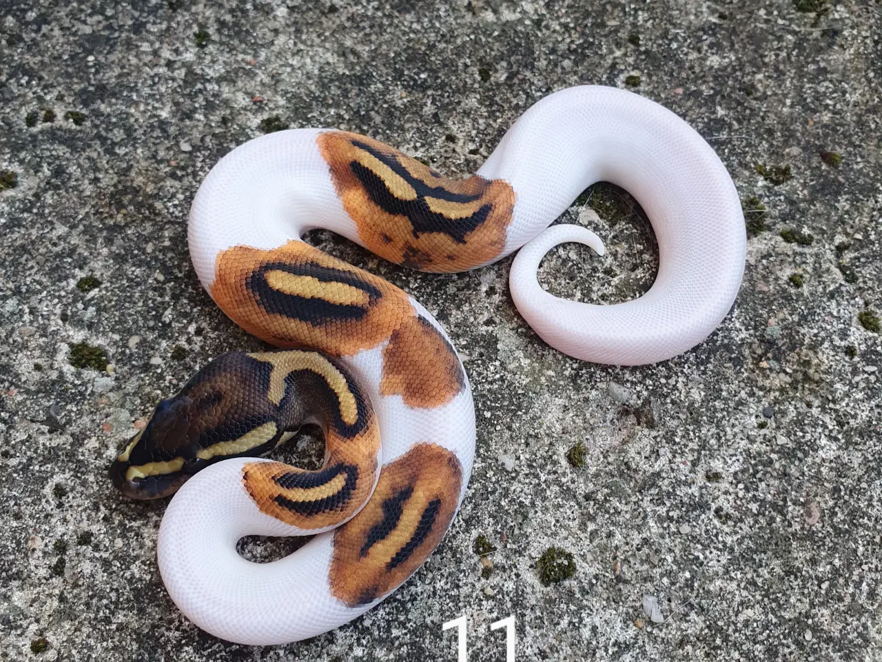 Billede 6 - Pied kongepythons. Opdateret.