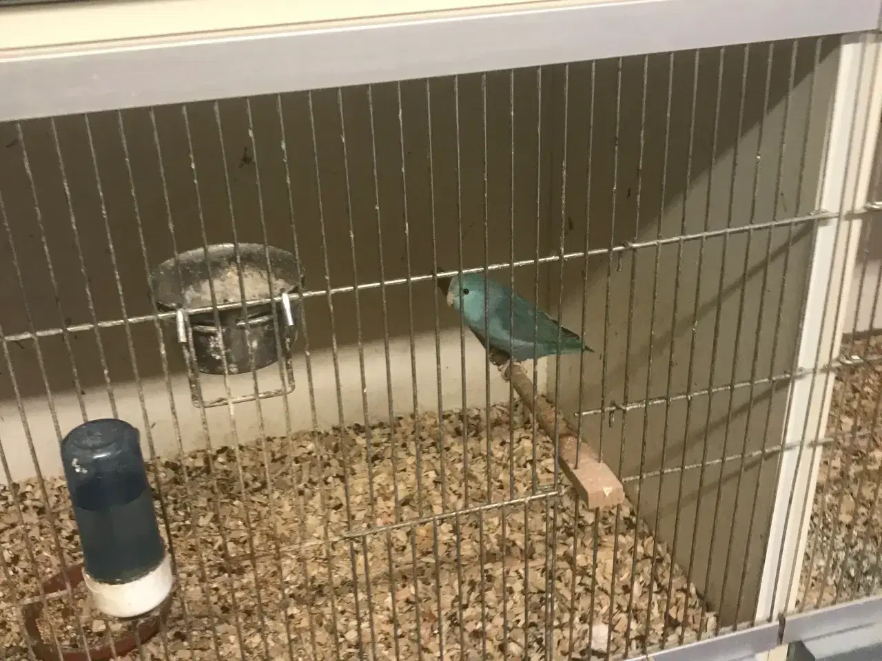 Billede 1 - sorthovedet dværgpapegøjer