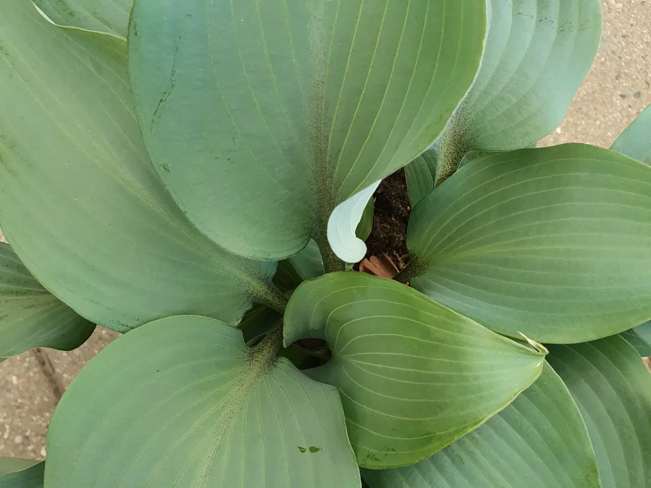 Billede 1 - Hosta Blushing Blue