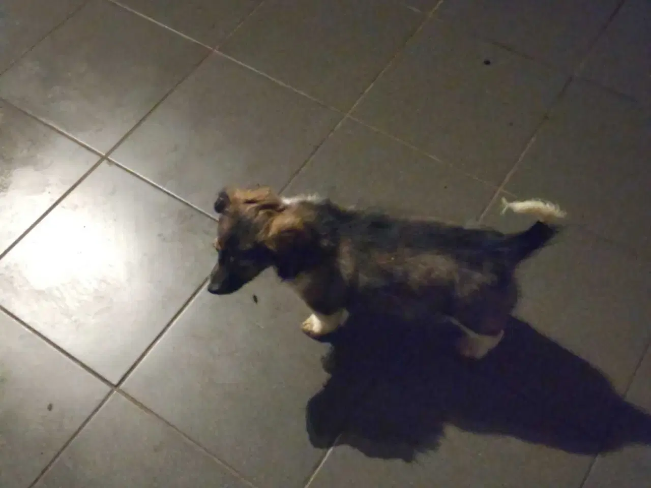 Billede 6 - Jack Russell blanding