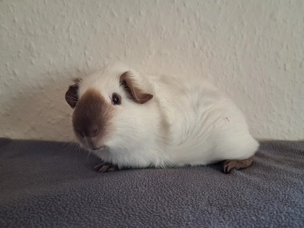 Billede 4 - Marsvin fra registreret opdrætter 