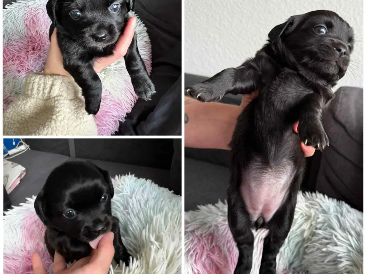 Billede 4 - Hunde hvalpe Chihuahua/pomchi