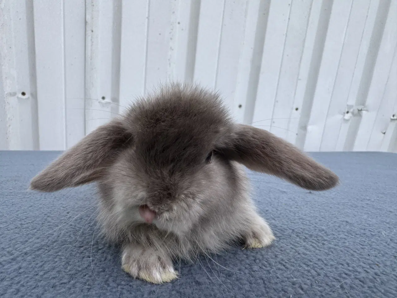 Billede 2 - Mini lop satin hunkanin
