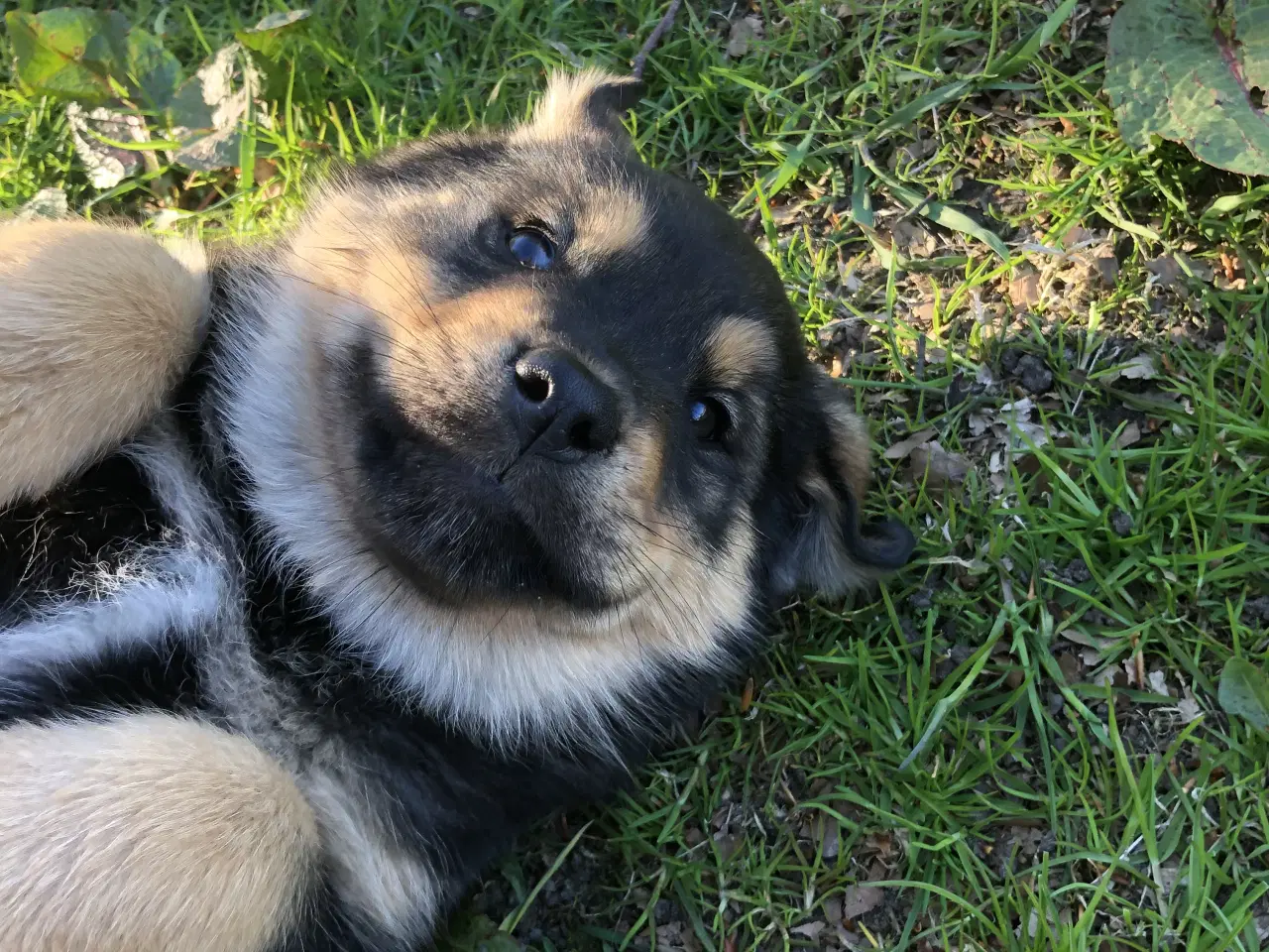Billede 1 - De smukkeste rottweiler/alaskan malamut hvalpe 