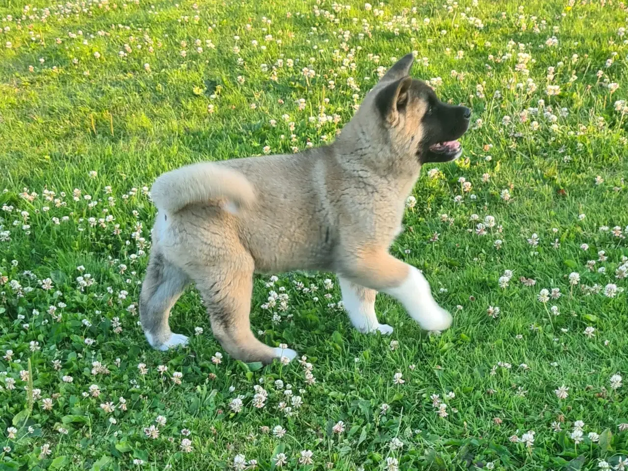 Billede 7 - Hundehvalpe Akita ,kom med et relistisk bud 