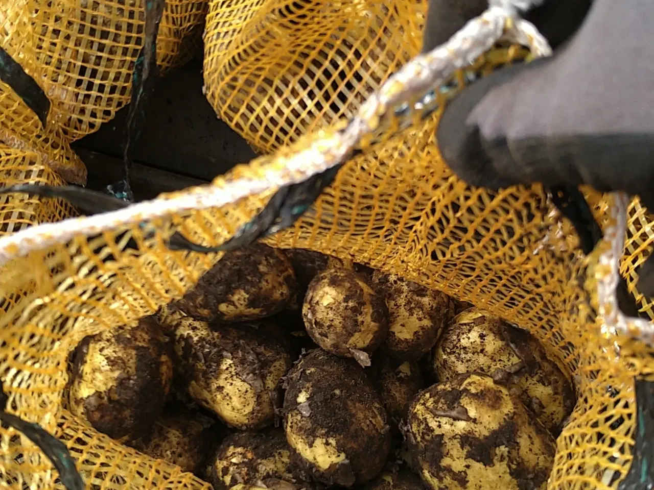 Billede 1 - Kartofler Spise, Belana