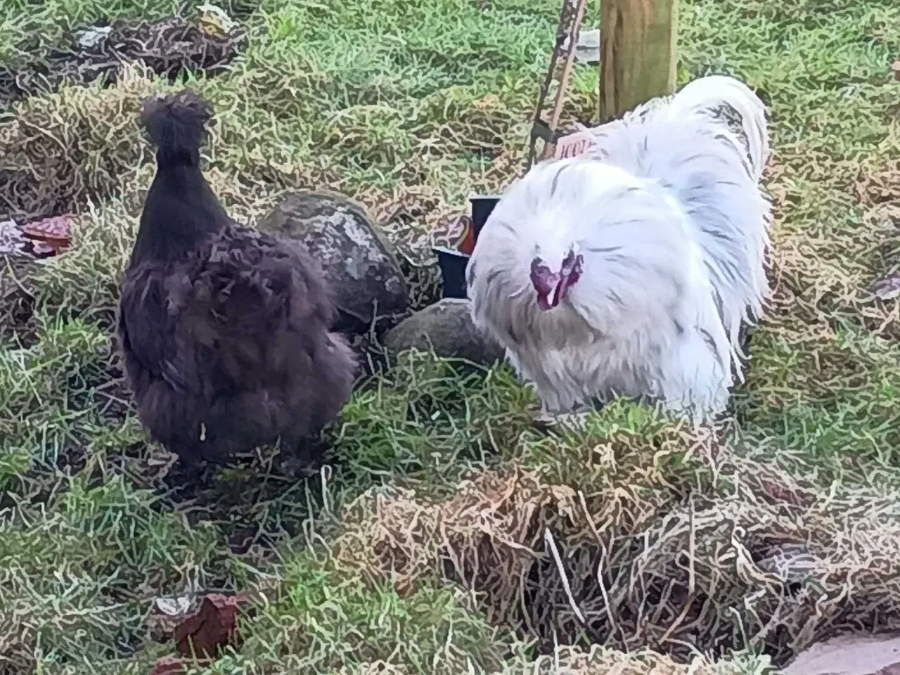 Billede 1 - Dværge silkehøns rugeæg  