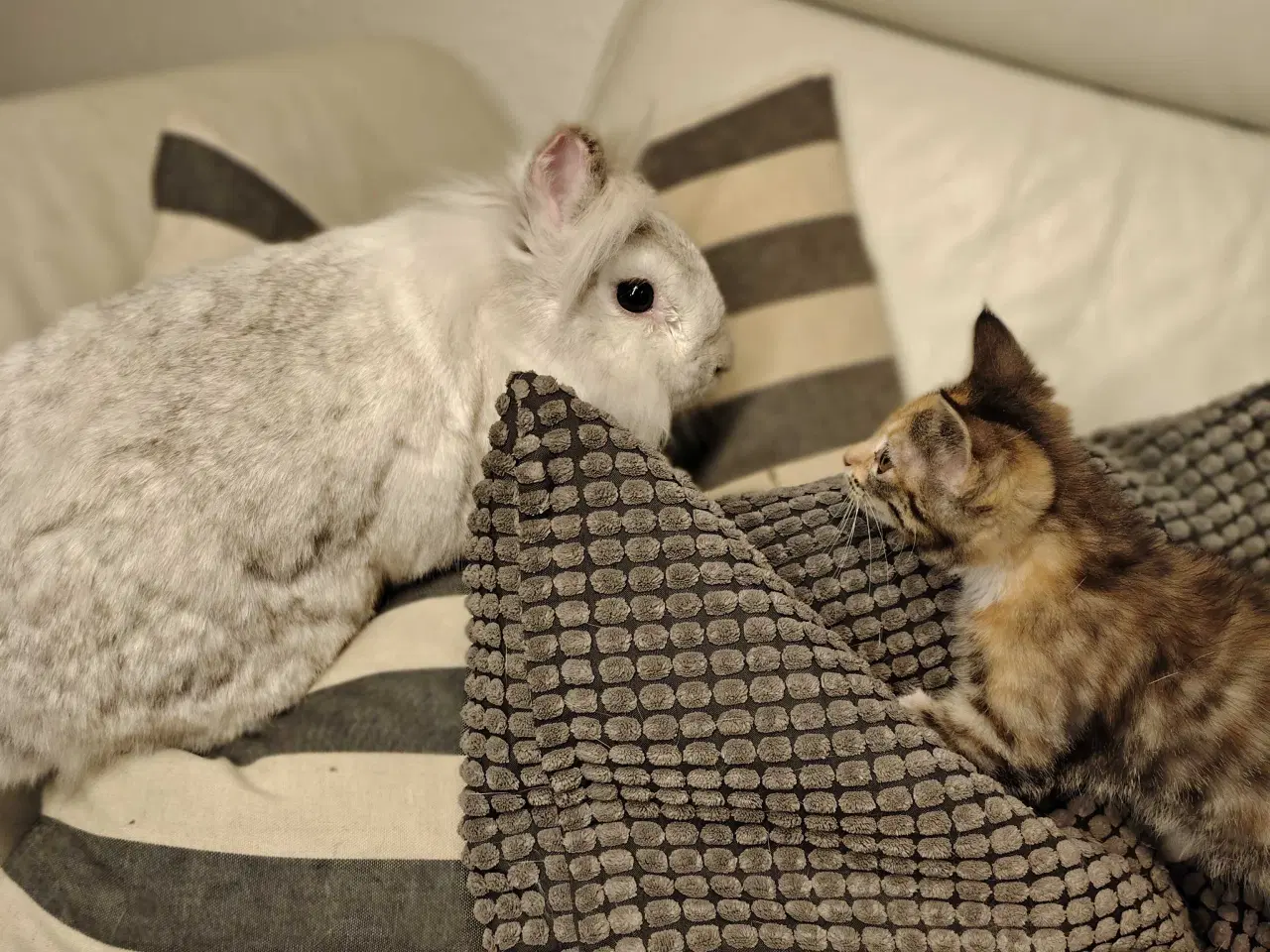 Billede 4 - Silver er Kastreret og 2 år 🐰
