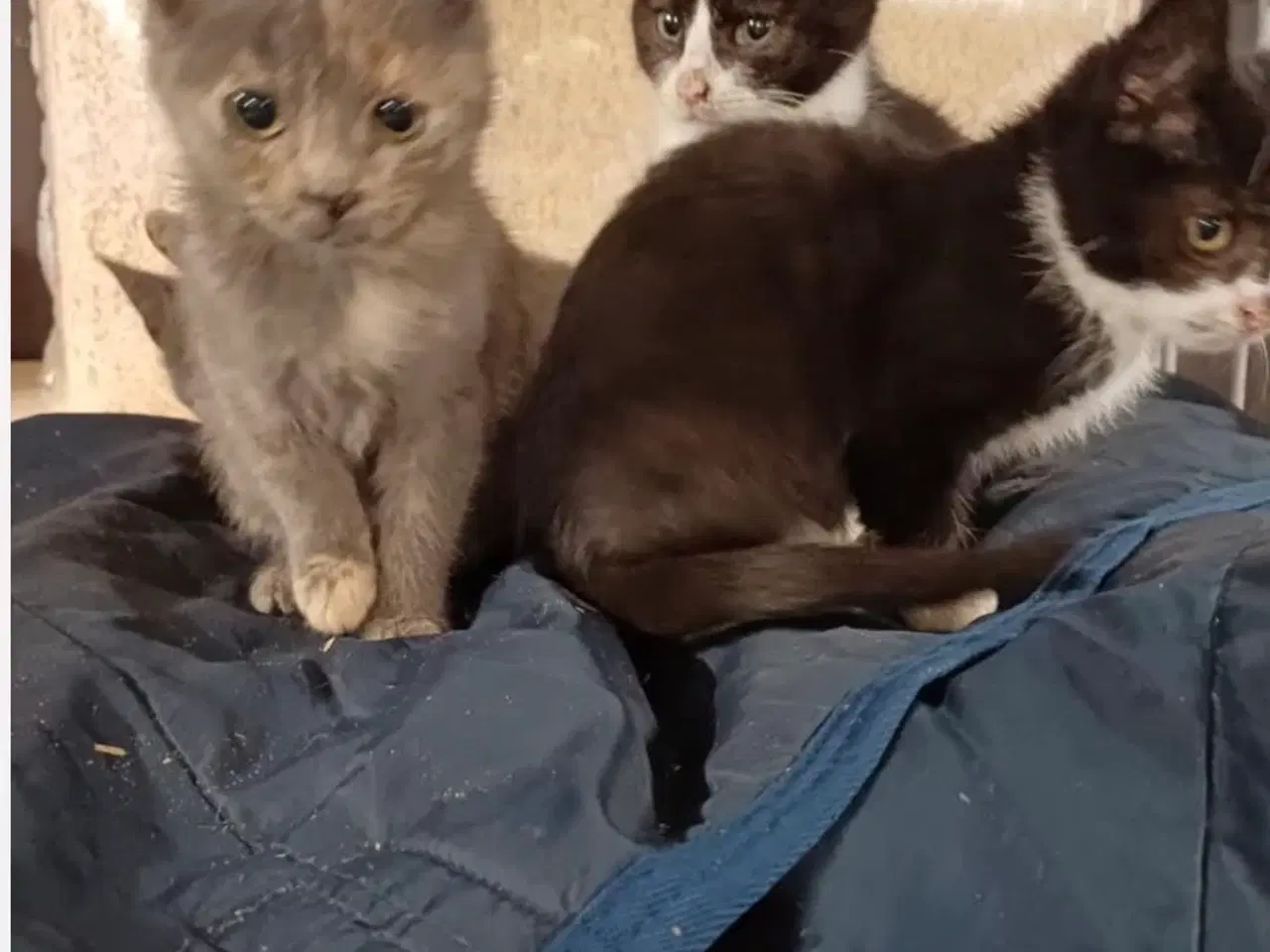 Billede 3 - Sort/hvid killing søger nyt hjem