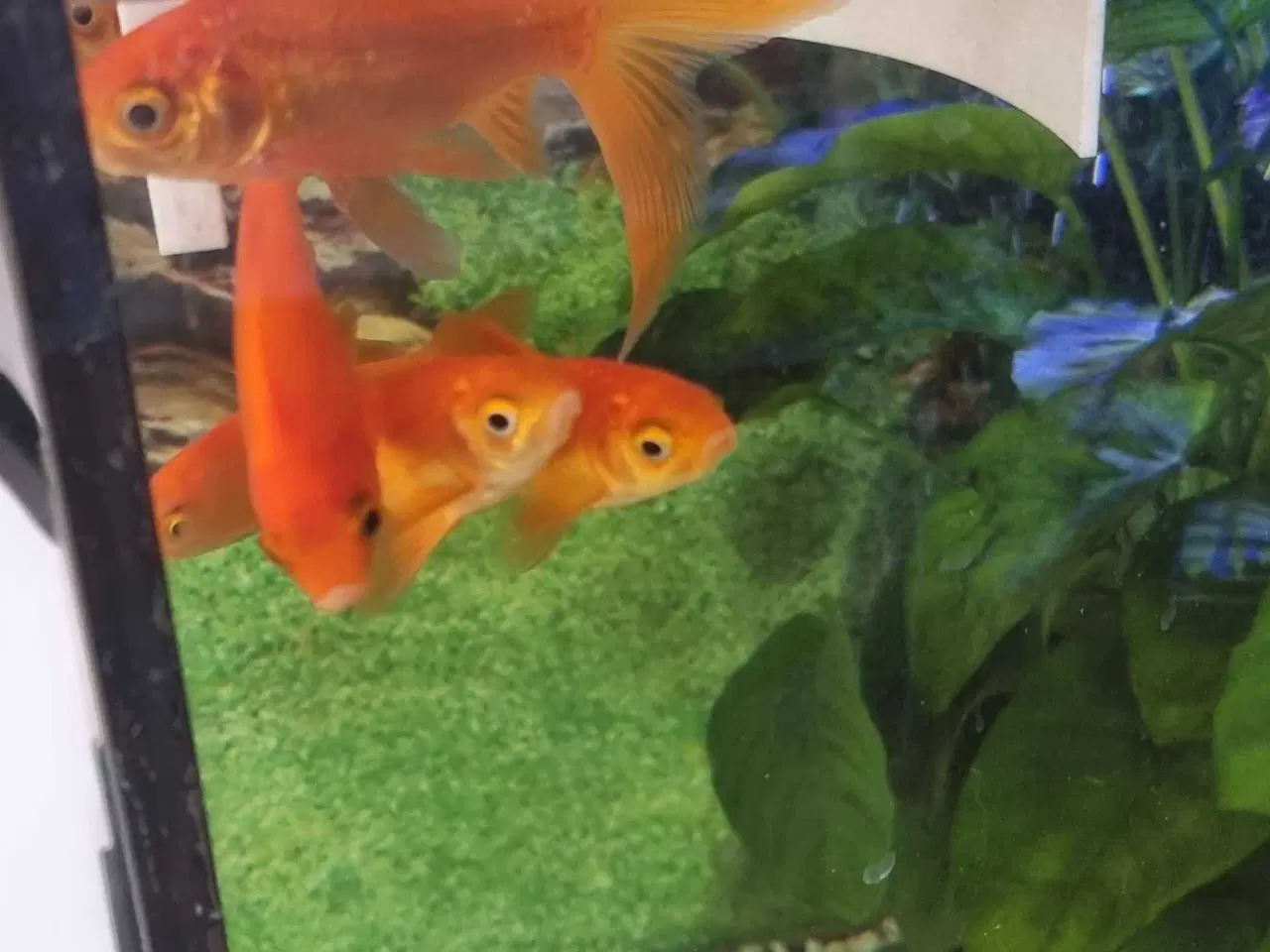 Billede 3 - Juwel akvarie 