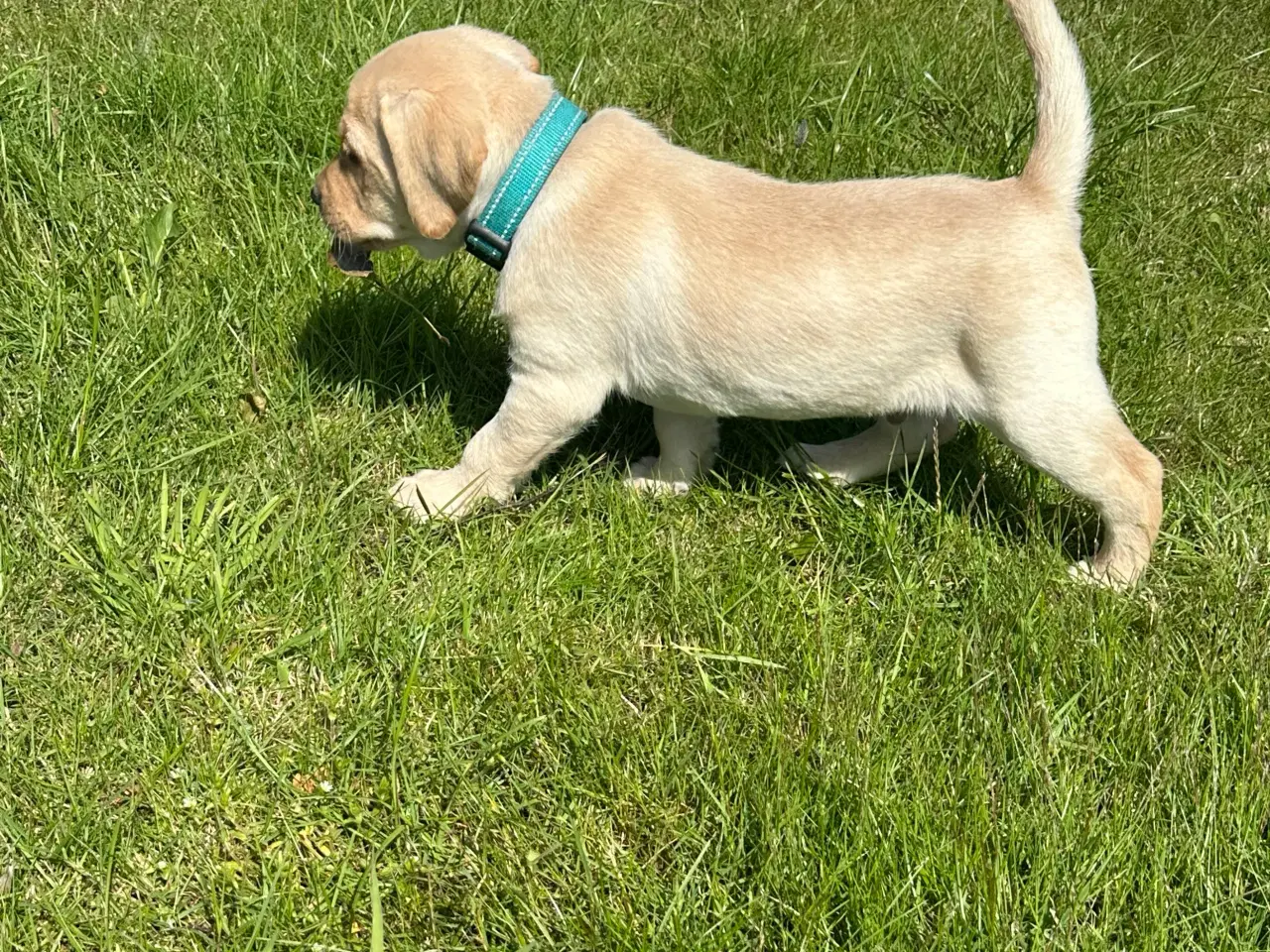 Billede 10 - Labrador hvalpe