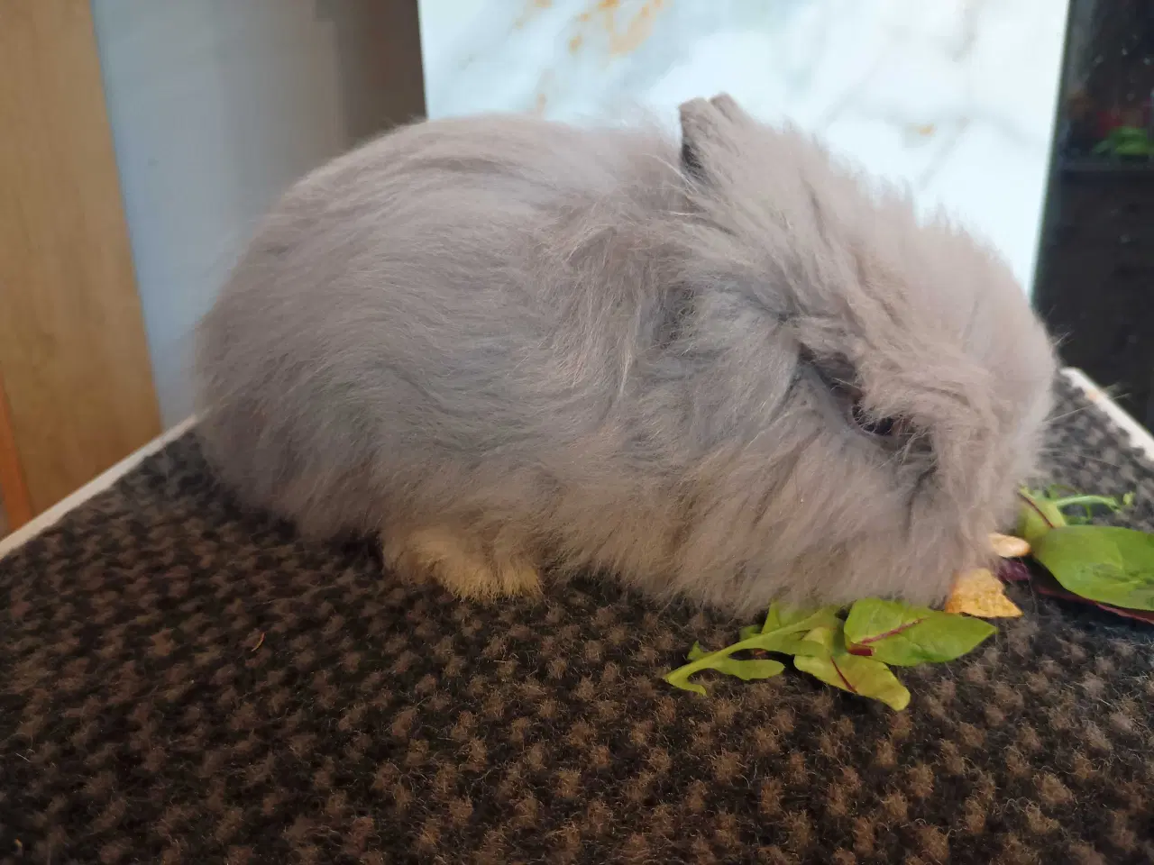 Billede 4 - Ren Racet Teddy (dværg angora kanin) dreng