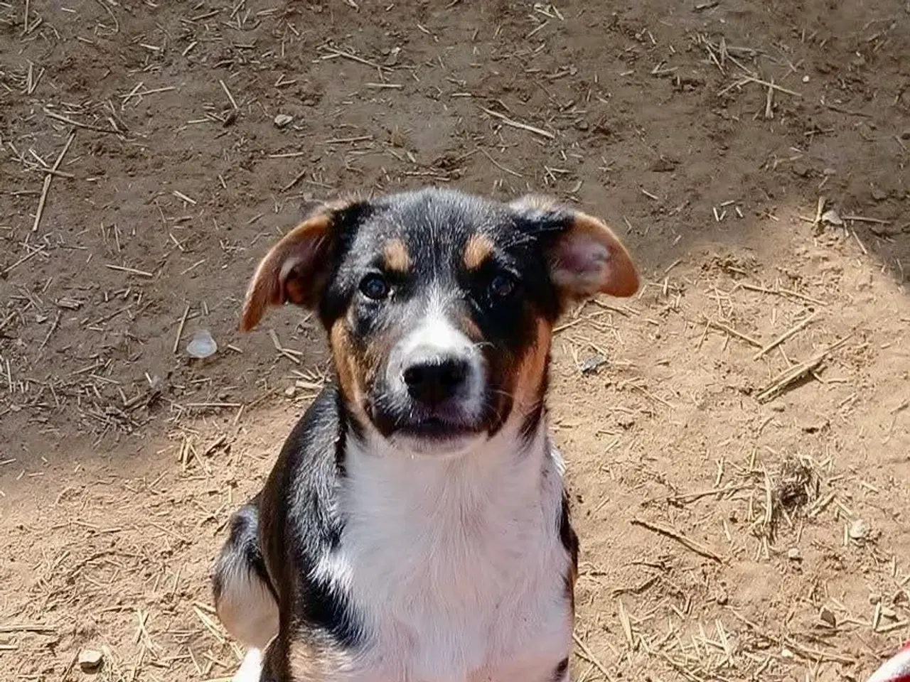 Billede 8 - Smukke Ally leder efter sin egen familie💝