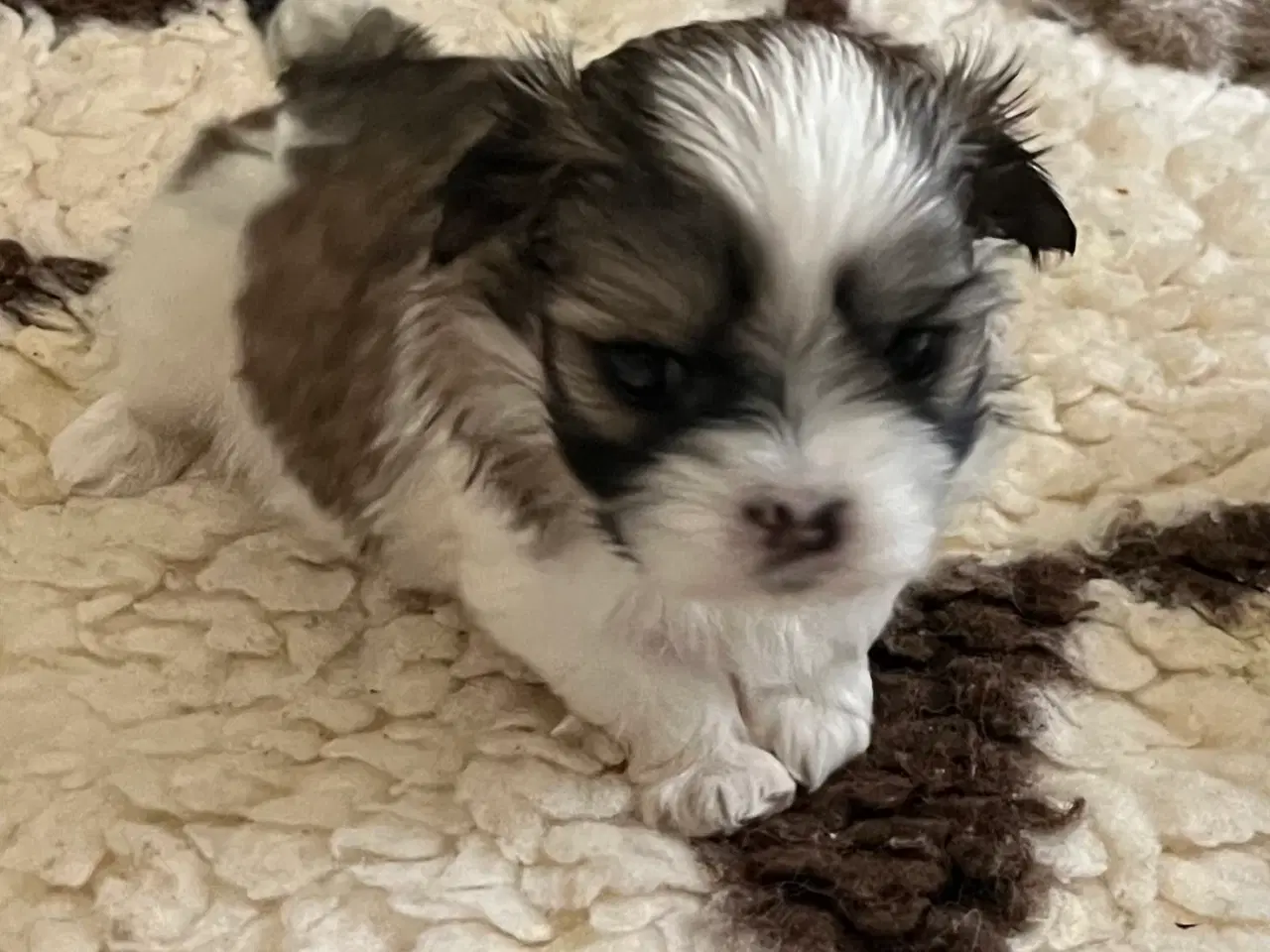 Billede 12 - Shih Tzu / Malteser Hvalpe