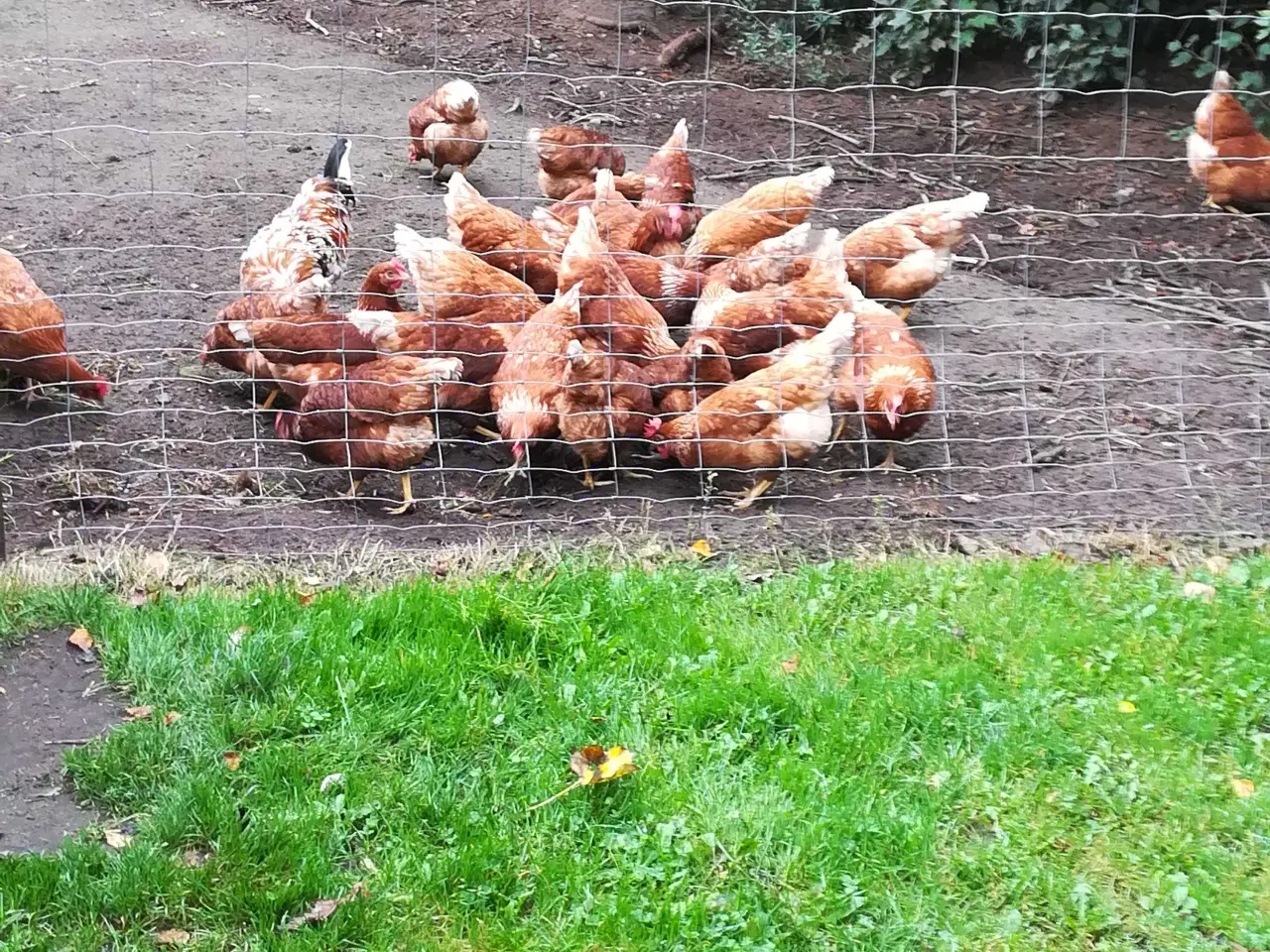 Billede 9 - God ægge lægger røde amerikaner