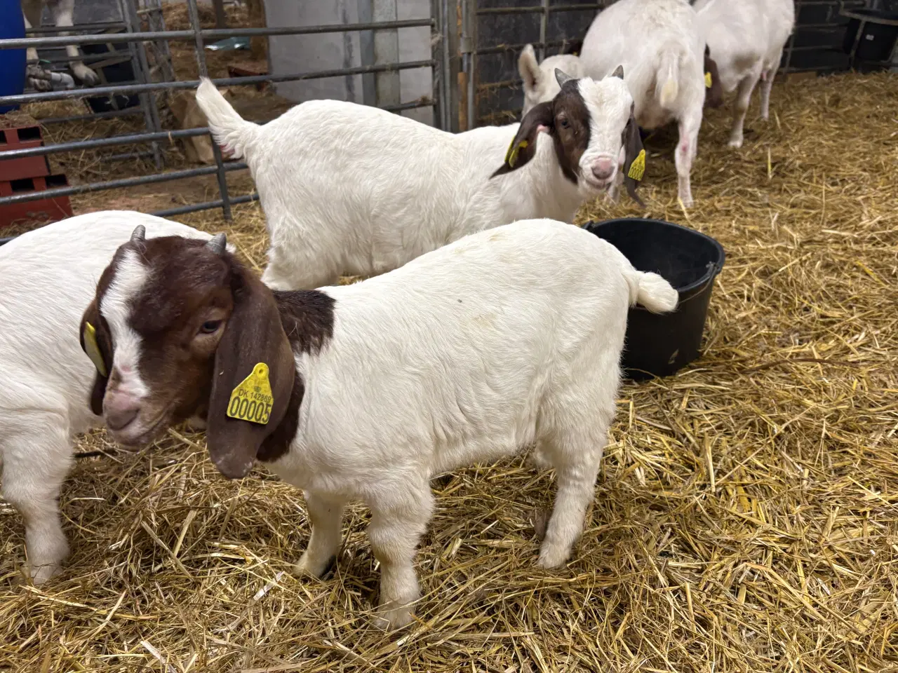 Billede 10 - Boer kid