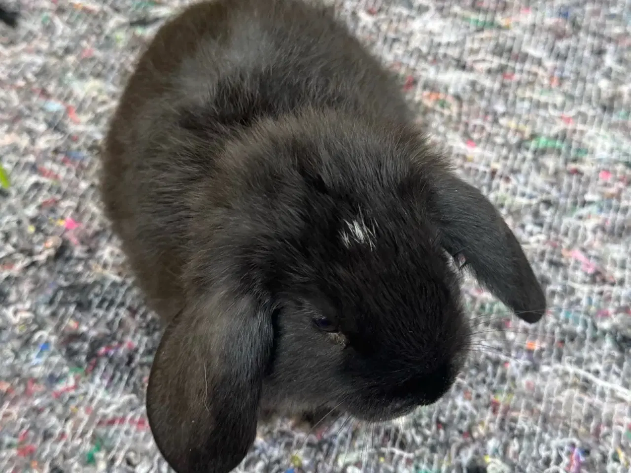 Billede 10 - Han Dværgvædder unge sælges 