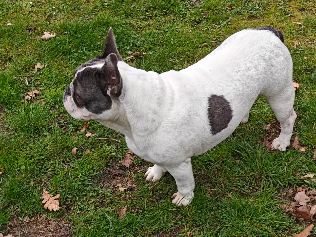 Billede 4 - Fransk Bulldog sælges