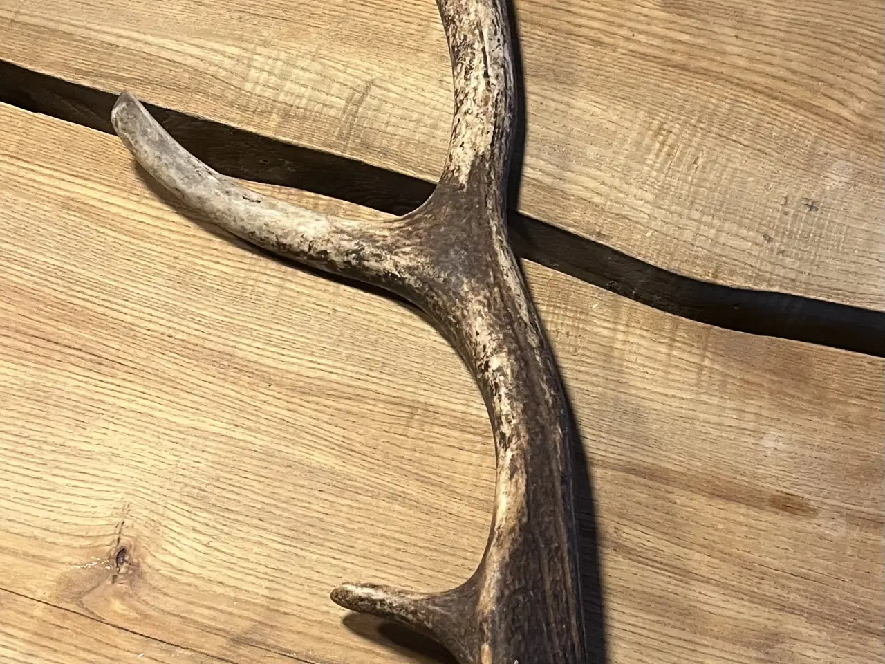 Billede 3 - 2 Dåhjorte kastestænger- 1 Kronhjort kastestang