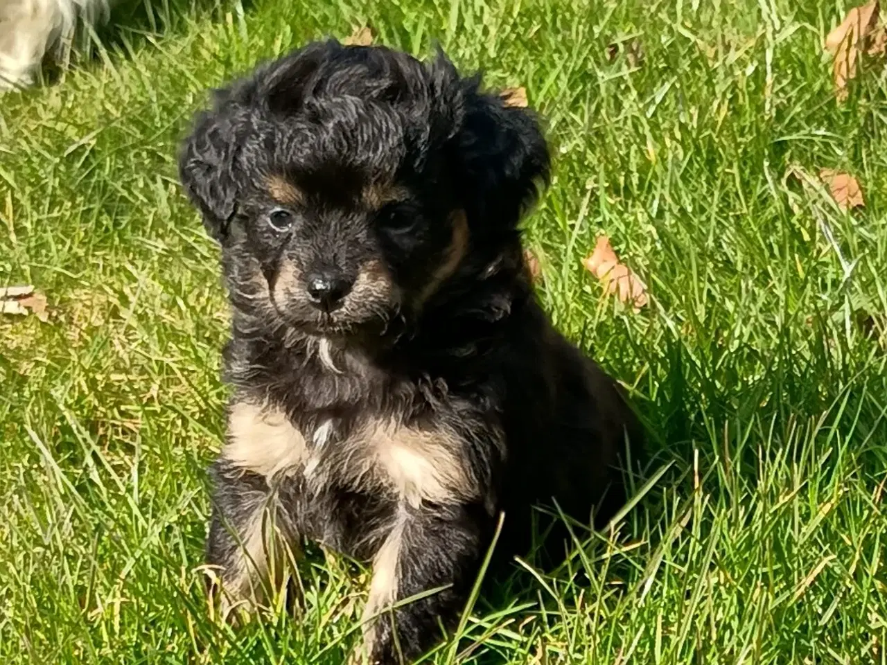 Billede 5 - 4 små mixpoo piger 🩷